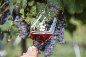 Lambrusco, Confcooperative: vendemmia ok, preoccupano flavescenza e calo consumi